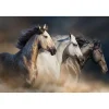 Running Horses Glass Wall Art