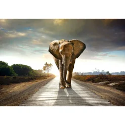 40" x 60" Lone Elephant Glass Wall Art